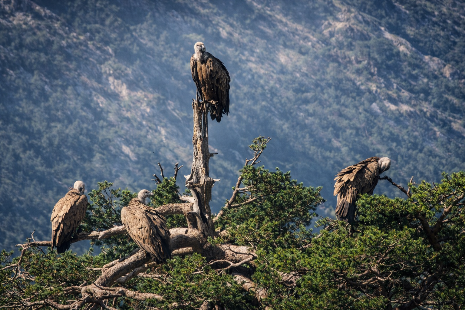 Schattenspiele der Schmuggler,  Pyrenäen 4x4‎ All Inklusive